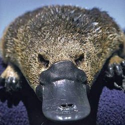 TorDdD's profile picture. Cclescopains