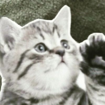 ポジティブで動物、自然が大好きです!
保護猫🐱と暮らしています。
助教授着装師(着付け)、編検1級、漢検2級、趣味時々読書
よろしくお願いします!
突然のコメント、フォロー、無言のフォロー失礼します🙇