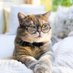 lonelycat811 (@lonelycat811) Twitter profile photo lonelycat811 (@lonelycat811) Twitter profile photo
