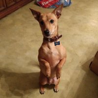 LimoPilot (@pilot_limo) 's Twitter Profile
