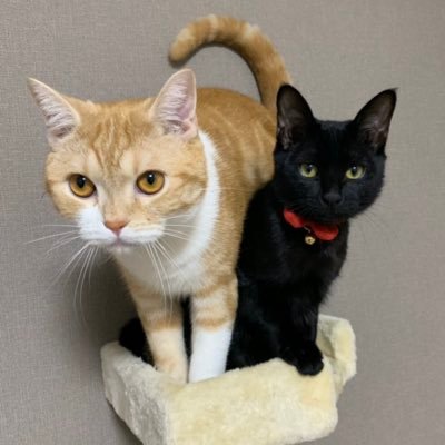 rorojiji69's profile picture. 