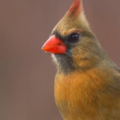 pascalestemarie's profile picture. Chasseuse de sens, curieuse des autres et présidente de ma direction générale...