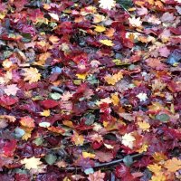 Gabriella Buffa (@gabriellabuffa) 's Twitter Profile