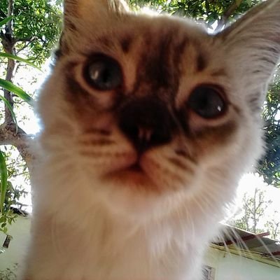 lavictoriap's profile picture. Comprometida con mi patria. te amo Venezuela
Leales Siempre Traidores Nunca.
sígueme y te sigo 🇻🇪💯