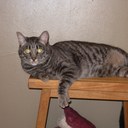 Jane Hoffman - @janeh60 - Twitter