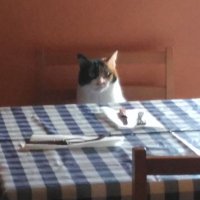 Álvaro (@alvaroibos) 's Twitter Profile