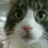 kame_c's profile image