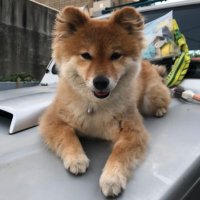 柴犬のちよ (@m9b7gthsf11hi46) 's Twitter Profile