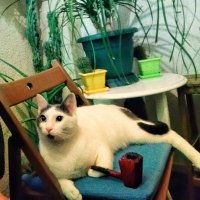 Pipo içen Kedi Ⓜ️Ⓜ️ (@sehvenm) Twitter profile photo