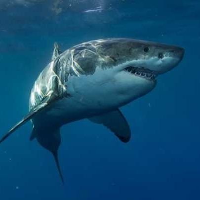 sharkweek0178 Profile Picture