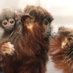 Bales Lab (@baleslab) Twitter profile photo Bales Lab (@baleslab) Twitter profile photo