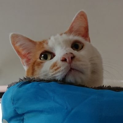 RugSen9's profile picture. 埼玉県内のラグビーグラウンドを主戦場に、時に県外に遠征しては、実況と写真撮影を行う、自称道楽写真家／緩く応援…帝京大学、大東文化大学、GR東葛、釜石SW、狭山RG、AZ-COM丸和／熱く応援…関東学院六浦ラグビー部、全てのラガールたち／ラガールご本人と関係者各位は @RugSenPhotoをフォローしてね