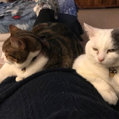 Sophie (tabby/white) Sasha (white/grey ear) beloved rescue cats, manse moggies😺😺 proud #Ambassacats formerly for Glasgow, and now Crewe #AdoptdontShop 🇪🇺