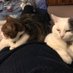 Clepto Kitties - Sophie & Sasha (@gortonkitties) Twitter profile photo Clepto Kitties - Sophie & Sasha (@gortonkitties) Twitter profile photo