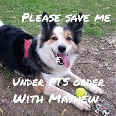 My Daddy died of cancer he placed me with Mayhew to rehome now they want to PTS asthey say I'm aggressive, please help me