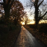 TheStrayField (@thestrayfield) 's Twitter Profile