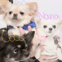 ちわわーず🐶ななここのあ (@nanacoconoa) 's Twitter Profile
