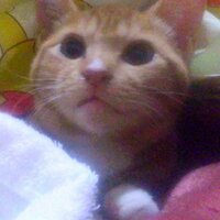 猫本里美 (@nyankonosekai) 's Twitter Profile