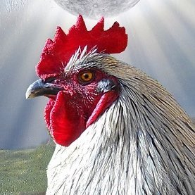 Following all patriots. No serious person believes that Biden won anything. Profile photo is not me but of an evil attack rooster I had, now deceased. #MAGA