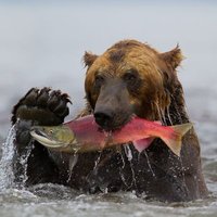 Bear Goes Long (@goesbear) 's Twitter Profile