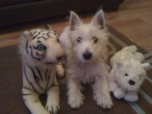 westiebailey's profile picture. born june 6 2010.called bailey and live with my mam and dad dawn and john carr.love digging holes and going out for long walks