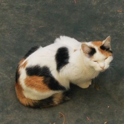 つきもち○お取引専用アカウントになりますさんのプロフィール画像