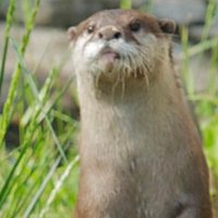 BuffOtterBuff (@buffotterbuff) 's Twitter Profile