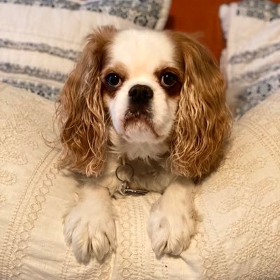 organized4good's profile picture. Passionate about organized spaces, animals, theater, art, gardening, innovative design, & yummy food. Mom to 2 kids with 2 legs and 1 with 4 legs.