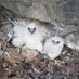 Somerset Raptors (@somersetraptors) Twitter profile photo Somerset Raptors (@somersetraptors) Twitter profile photo