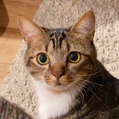 トトのいえ Ar Twitter トト君起きて トトが卒業した後に 猫縁 のにゃ太君がトライアル出発して ハルヒ カスガ君たちもお家決まったって すごいね やったね トト よく分からないけど 何だか幸せ ウトウト 猫 猫好き 猫好きさんとつながりたい 保護
