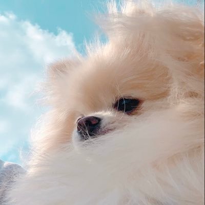 大福ちゃん ポメラニアン だいふくちゃんに光る緑の輪っか付けたら野生のモンスターみたいになりました 犬 ポメ ポメラニアン