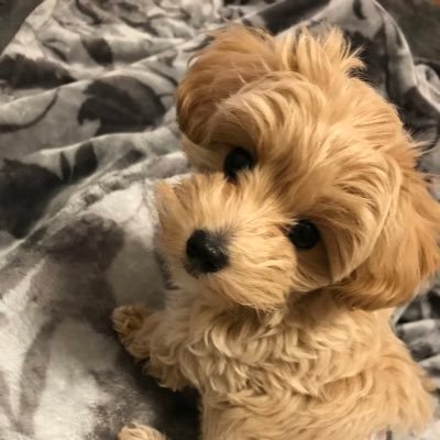 マルプーのクーちゃん 今日も優雅ですね マルプー ハーフ犬 トイプードル マルチーズ Puppy 子犬 かわいい