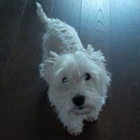 Prx (@evert_priks) 's Twitter Profile
