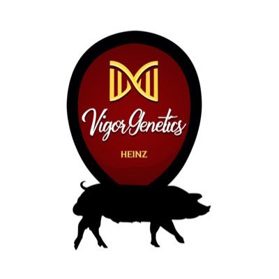 vigorgenetics's profile picture. Somos una empresa genética dedicada a la cría especializada de ganado porcino.