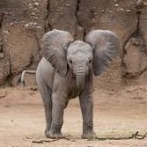 Bengt Svensson 🐘 (@bongoberra) 's Twitter Profile Photo Bengt Svensson 🐘 (@bongoberra) 's Twitter Profile Photo