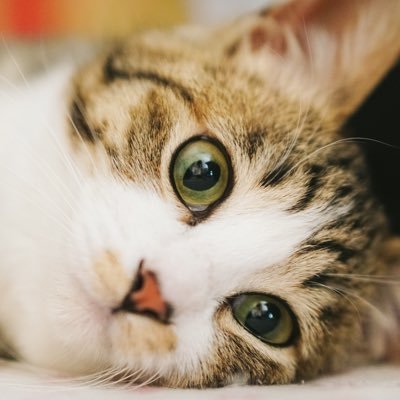 whisker0101's profile picture. ロム専ですよ？