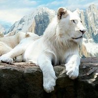 استغفر الله واتوب اليك.اللهم ارحمني.60095450 (@zmwbvi5grtalosn) 's Twitter Profile