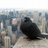 City Pigeon