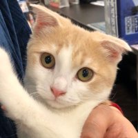 とろ、おにく (@torotolo106106) 's Twitter Profile Photo