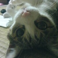 keiko (@yuumaikei) 's Twitter Profile Photo