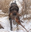 RRVNAVHDA's profile picture. Our focus is to provide an environment where members can further their pursuit of owning and training a  versatile hunting dog.