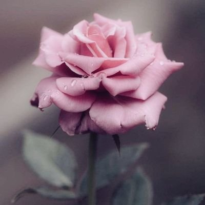 manonaanona's profile picture. ما جبرني جابرّ مثل الله، ولا بقى معي باقٍ سوى الله
ولم يشدد عضدي أحدٌ غير الله كان الله في عوني ولا زال 
فاللهم خير الأمور خير الأقدار وخير الأيام