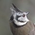 Highland Birds (@birdshighland) Twitter profile photo Highland Birds (@birdshighland) Twitter profile photo