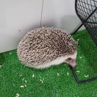 ⭐gnuさん⭐専用です⭐ 楽天ミュージック | King Gnu