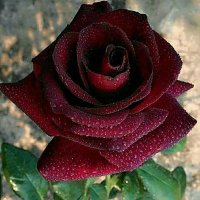 Anisha (@anisha89720239) 's Twitter Profile