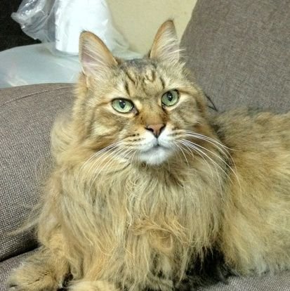 ixeCACeSu3gJspm's profile picture. ✨えらくなくても正しく生きる✨