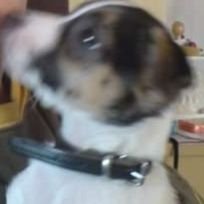 rizdwadsj's profile picture. 