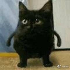 咸鱼干饭猫さんのプロフィール画像