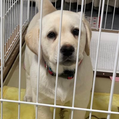 pepeteniss's profile picture. codm 【ぺぺ汁】