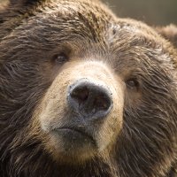 PunditBear🇺🇸 (@punditbear) 's Twitter Profile